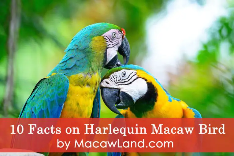 A Complete Guide Of Harlequin Macaw – Lifespan, Care, Price & History