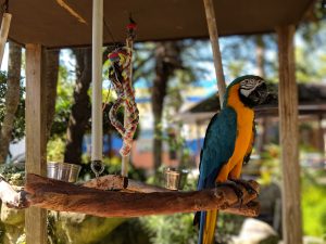 Harlequin Macaw History
