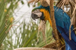 How to Do Harlequin Macaw Care