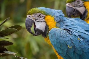 Learn About Common Behaviour Facts of Harlequin Macaw Bird