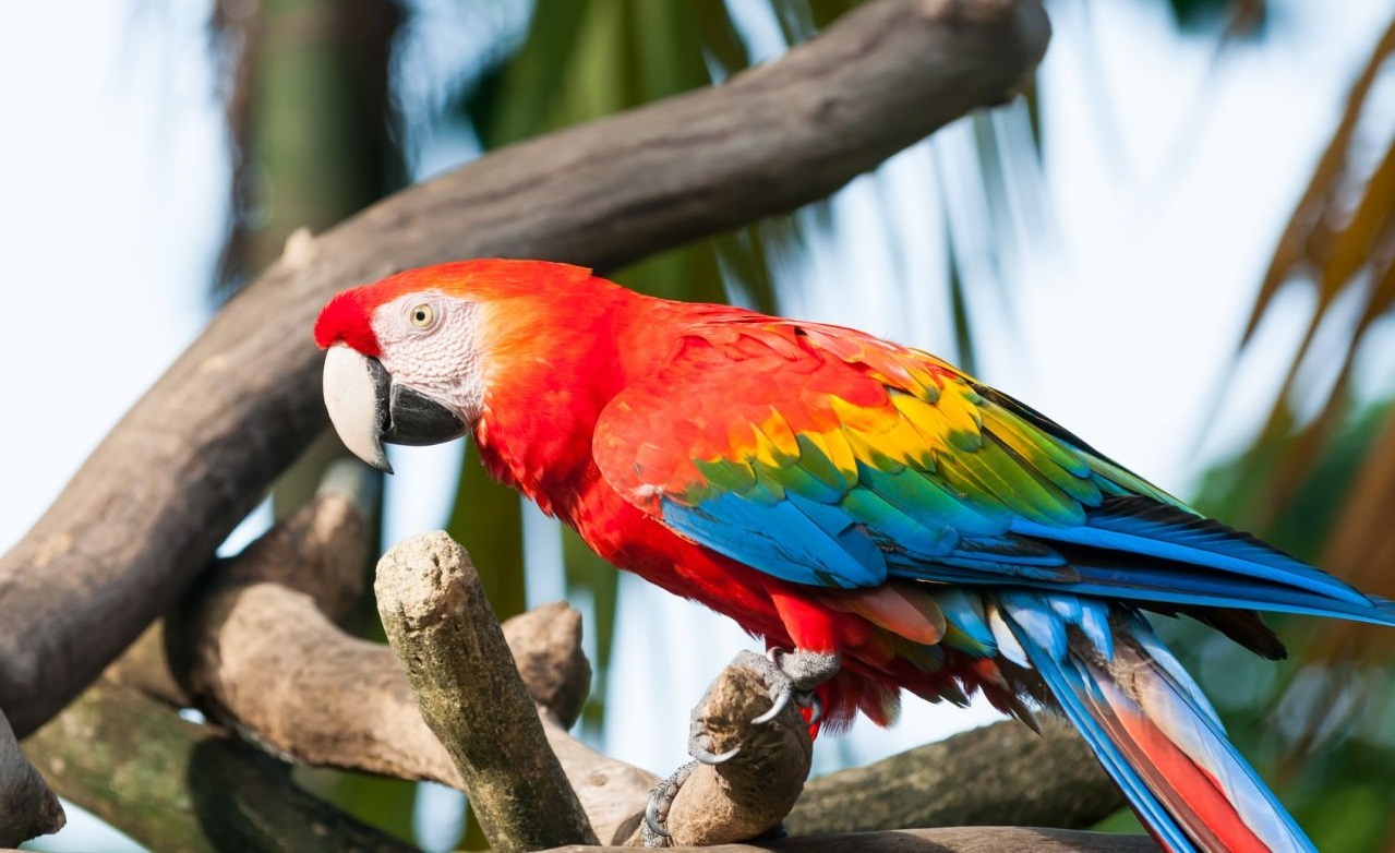 small macaw parrot