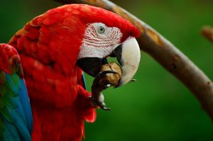 How to Take Care For Better Lifespan of a Macaw