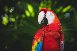 In The Wild Macaws Lifespan