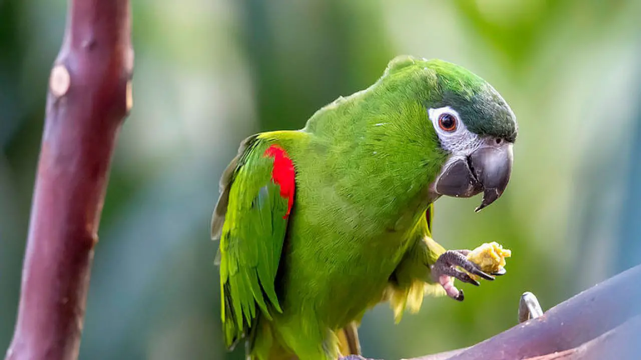 small macaw price