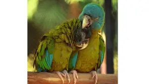 How to Take Care of Pionus Parrot