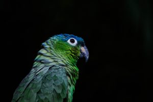 Learn About Pionus Parrot Lifespan
