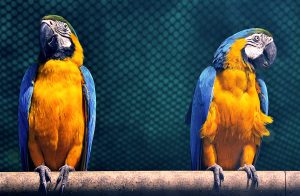 Macaws as Pets
