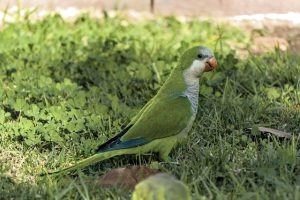 10 Quaker Parrot Facts & Personality