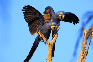 Basics Facts of Hyacinth Macaw Lifespan in Captivity