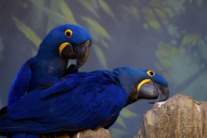 How Large is Hyacinth Macaw Wingspan