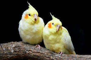 How Much Does Buying a Cockatiel Cost on Average