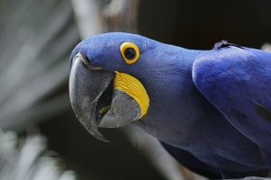 Hyacinth Macaw Fun Facts For Kids