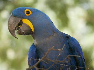 Hyacinth Macaw Habitat and Food