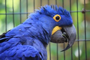 Hyacinth Macaw Talking Can They Mimic Human Voice