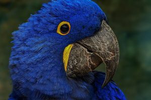 Important Tips For Hyacinth Macaw Care