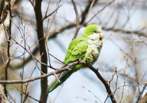 Quaker Parrot Mutations and Color Variations