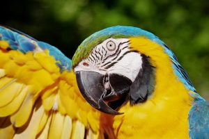 Factors That Affect Lifespan of a Blue and Gold Macaw