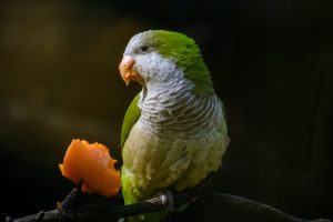 How Long Does a Quaker Parrot Live