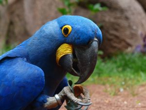 How Much Does a Hyacinth Macaw Cost