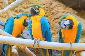 How To Take Care of Blue and Gold Macaws in Captivity