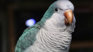 Learn About Quaker Parrot Pricing