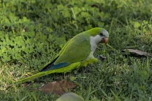 Methods To Increase Lifespan of a Quaker Parrot