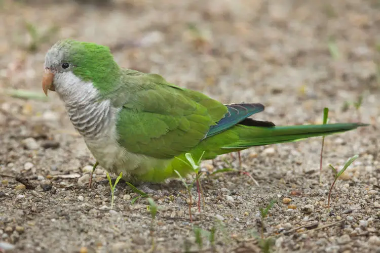 Quaker Parrot Pictures