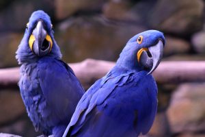 Where Can I Buy a Hyacinth Macaw
