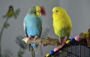 Which Brand of Budgie Cage is best