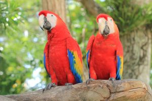 Details of How Long Do Scarlet Macaws Live