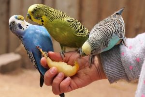 Exceptions To Color Rule of Ceres For Different Breeds of Parakeet
