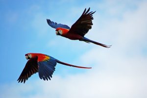 Factors That Affect the Lifespan of a Scarlet Macaw