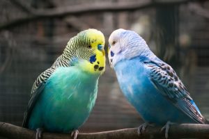 How Many Ways are There to Differentiate Between Male vs Female Parakeets