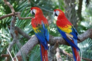 How to Take Care of Scarlet Macaw in Captivity