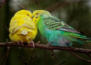 Male Female Parakeet Gender Chart