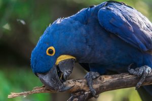 A brief history of purple hyacinth macaw