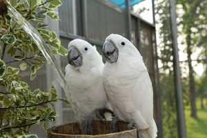 Are White Macaw and Albino Macaw the same