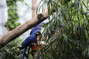How much does purple hyacinth macaw cost