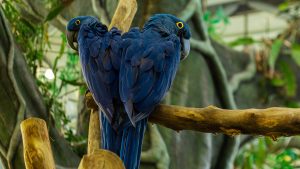How rare is a hyacinth macaw
