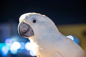 How rare is a white Macaw