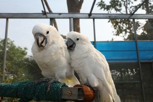 How to take care of a White Macaw