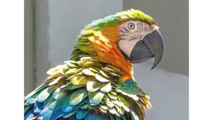 Hyalina Macaw