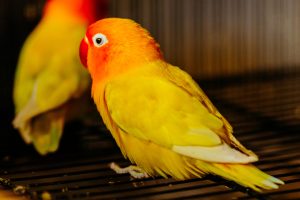 What is the top-quality birdcage for lovebirds