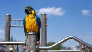 Can You Teach A Macaw To Talk