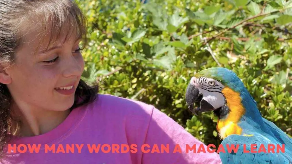 how-many-words-can-a-macaw-learn-reveal-the-myths-macaw-land