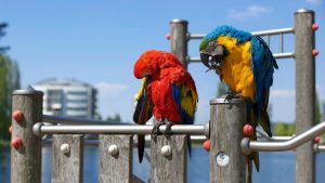 How Much Do Macaws Cost