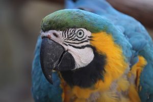 How Much Space is Needed For a Macaw Bird