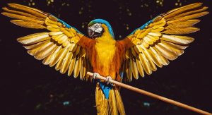 How can a macaw learn to talk