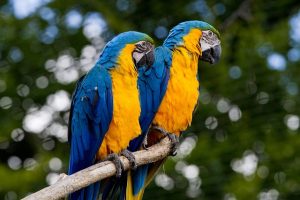 Macaw VS Cockatoo
