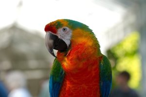 Macaw VS Cockatoo Size and Weight
